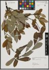 Foto von Salix aegyptiaca L.